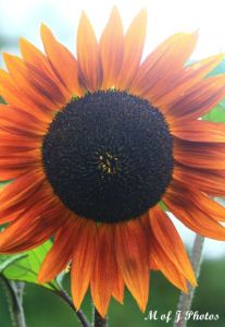 Like a Sunflower, always turn toward the light - Eleanor Brown 