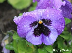 droplet pansy